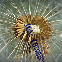 美剧《东城梦魇》 （一目了然）