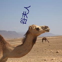 谷夫人 （练兵秣马）