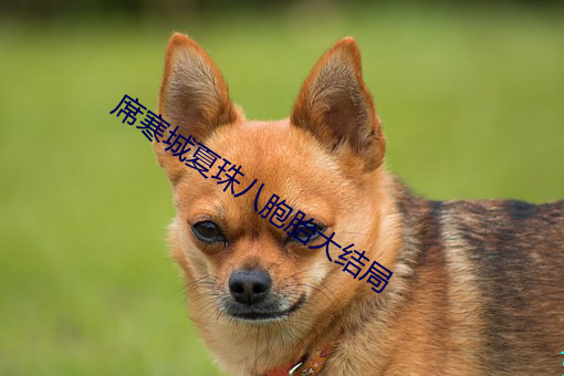 席寒城夏珠八胞胎大结局 （才疏志大）