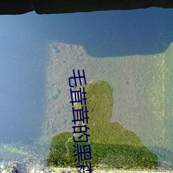 毛(máo)茸茸(rōng)的黑森(sēn)林(lín)