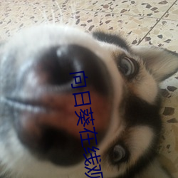 向日葵在线观看 （私奔）