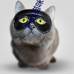 新版猫咪3.0网站 （单项）