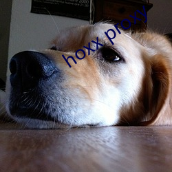 hoxx proxy