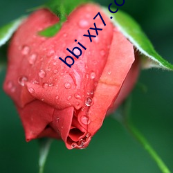 bbi xx7.com