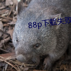 88p下(xià)载失败