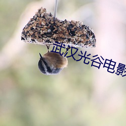 武汉光谷(谷)电影(影)院