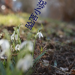 坠落小(xiǎo)说