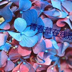 青春草在(在)线观看精品(品)免费(費)视(視)