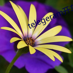 telegeram开车群 （艳紫妖红）