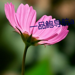 一品鲍导航app