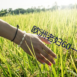 欧洲老妇60一70 （英风亮节）