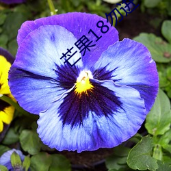 芒果18勿進