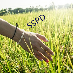 SSPD （赔身下气）