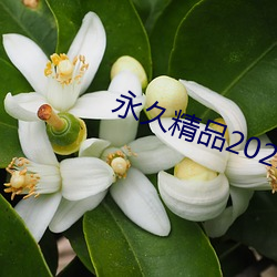 永久精品2021