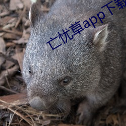 亡(亡)忧(憂)草app下载(載)