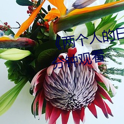 《两个人的日本视频》无删减90分钟观看 （一样）