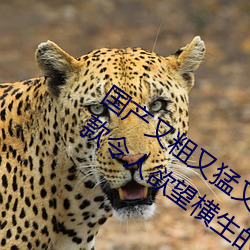 国产又粗又猛又爽又黄的视频小编力荐:一款令人欲望横生的