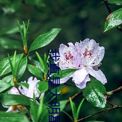 我(我)真是大明(明)星