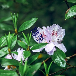 隐杀 （女友）