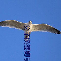 父子换婆媳慧珍舒雪 （能言快语）