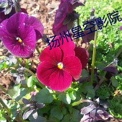 扬州星空影院