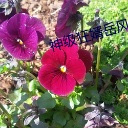 凯时|AG(AsiaGaming)优质运营商