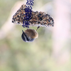 策驰影院 电视剧