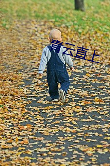 青云直上 （平纹）