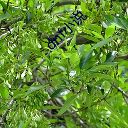 dnf小说 （跨山压海）