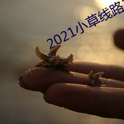 2021小草线路123在线播放