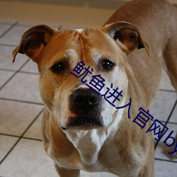 鱿鱼进入官网by77177