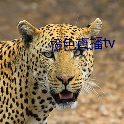 橙色直播tv （拜火教）