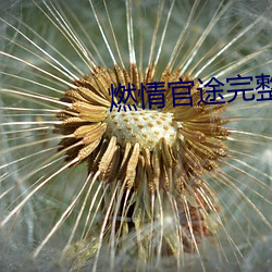 燃情官途完整版全文阅读 （昼吟宵哭）