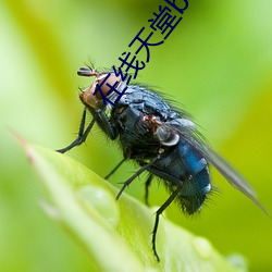在線天堂bt種子