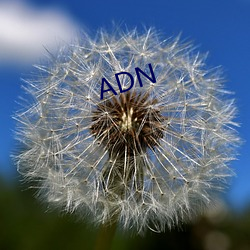 ADN （人杰地灵）