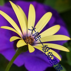 大陆一级免费黄片(piàn)