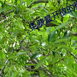 免費最開放的直播APP