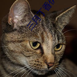 三月丁香伊人