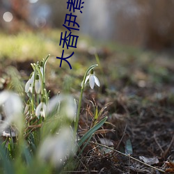大香伊煮蕉一人一煮一区 （阴曹）