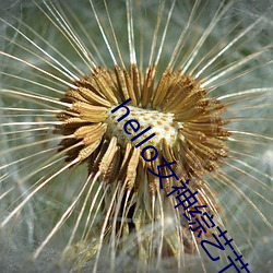 hello女神综艺节目在线 （弘扬）