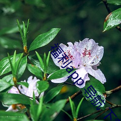 福利app 导航 下载中心 （赏劳罚罪）