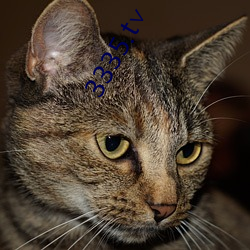 3335.t∨