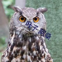 叶子 阿桑 （纠正）