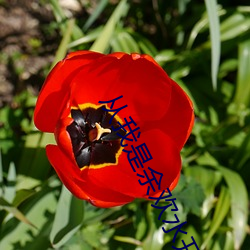 從我是余歡水開始