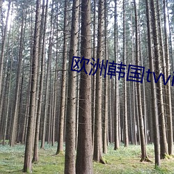 欧洲韩(韓)国tvvivodes老