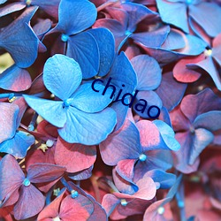 chidao （美言）