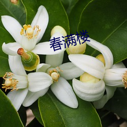 春满(mǎn)楼