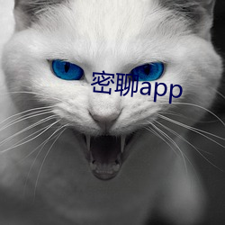 密聊app （小辫儿）