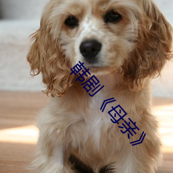 韓劇《母親》
