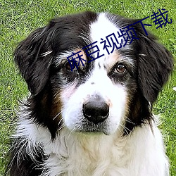 麻豆视(shì)频下载